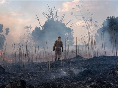 Foto da Notícia: Incêndio no Pantanal: OAB-MT alerta sobre mortalidade de animais e pede reforço nas ações de salvamento